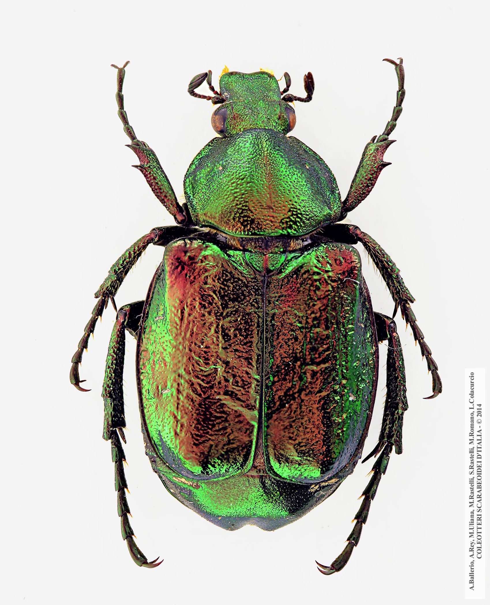 Gnorimus nobilis nobilis, femmina